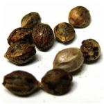 Семена марихуаны АК-47  (Seeds AK-47) в Шарыпово